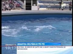 Delfinariul din Constanta, in doliu. Pei Pei, masculul trupei, gasit mort