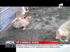 Fa-ti animalul vedeta! Doi catei isi unesc fortele pentru a dispera un pisoi