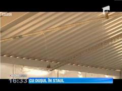 Vacutele din Dubai au dusuri in grajduri