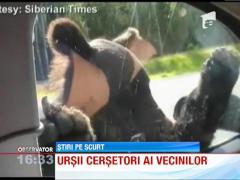 Ursii din Rusia dau tarcoale turistilor