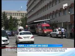 UPDATE! Un tigru i-a smuls bratul unui ingrijitor de la Gradina Zoologica din Brasov