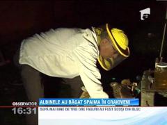 Un roi de albine, descoperit intr-un bloc din Craiova