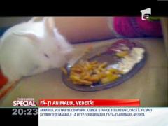 SPECIAL! Iepurasul care se hraneste cu cartofi prajiti