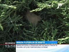 Invazia fluturilor de noapte la Ploiesti