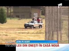 Leii de la Gradina Zoologica din Onesti au ajuns in Africa