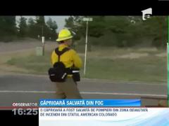 O caprioara, salvata de pompieri in zona devastata de incendii din Colorado