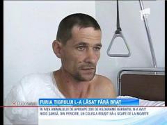 Brasov: Ingrijitorul atacat de tigru la Gradina Zoologica ramas fara brat