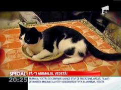 Fa-ti animalul vedeta! Pisica indragostita de o farfurie