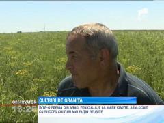 Cativa cultivatori au renuntat la culturile traditionale