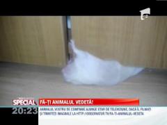 Fa-ti animalul vedeta! Hamster contorsionist