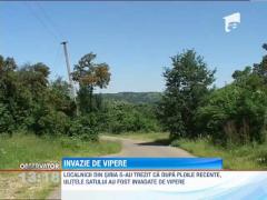 Invazie de vipere in localitatea Siria, de langa Arad