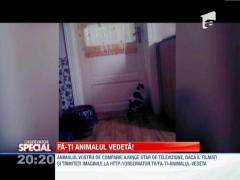 Fa-ti animalul vedeta! Pisica ce poate deschide orice usa!