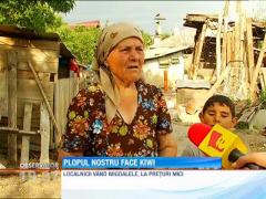 Bananele si rodiile vor fi fructe romanesti!