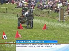 Cei mai experimentati vizitii s-au intrecut pe o pajiste din Harghita