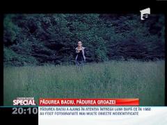 SPECIAL! Padurea Baciului, o eterna enigma