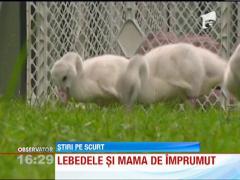 Cinci pui de lebada au o mama de plastic