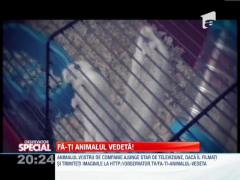 Fa-ti animalul vedeta! Un hamster face “tractiuni la cusca”