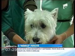 Inseminare artificiala pentru catei