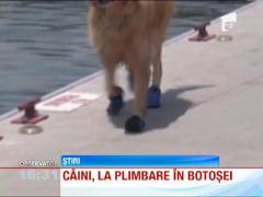 Cainii, la plimbare in botosei