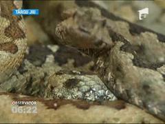Un barbat muscat de vipera, salvat cu ultimul vaccin din spital