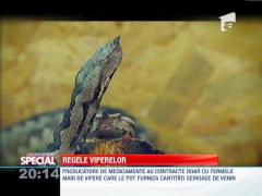SPECIAL! Crescator de vipere, una dintre cele mai periculoase meserii din lume