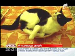 SPECIAL! Pisica de farfurie