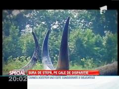 SPECIAL! Vitele din rasa Sura de Stepa, pe cale de disparitie