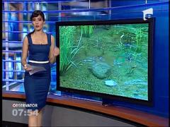 Piscina ecologica, similara lacurilor de munte