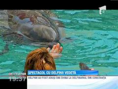 Antrenamentul delfinilor Chin Chin si Ni Ni