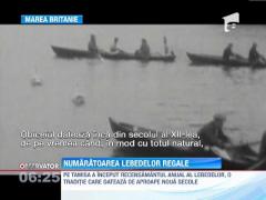 La Londra a inceput numaratoarea lebedelor regale