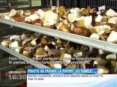 Zeci de tone de fructe de padure vor fi adunate in Harghita