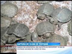 India: Contrabanda cu 10.000 de broaste testoase,