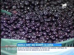 Fructele de padure au ajuns mai scumpe decat aurul