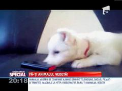 Fa-ti animalul vedeta!