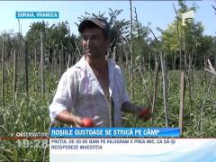 Tone de rosii romanesti ajung direct la gunoi