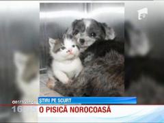 O catelusa de talie mica are grija de un pui de pisica