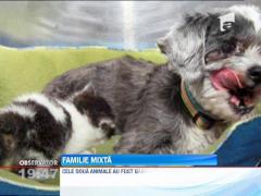 Un caine a adoptat un pui de pisica si se poarta ca si cum ar fi al lui