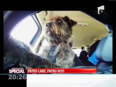 OBSERVATOR SPECIAL: Primii caini soferi din lume
