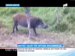 Mistret salvat din capcana braconierilor