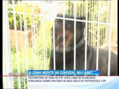 Pensiune pentru caini, in Sibiu