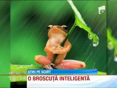 O broasca testoasa da lectii de aparare impotriva ploii torentiale