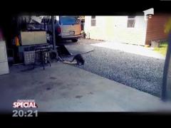 SPECIAL! Ratonul hotoman