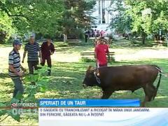 Corida in Focsani dupa ce un taur a fugit dintr-un abator