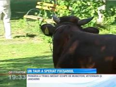 UPDATE! Corida in Focsani dupa ce un taur a fugit dintr-un abator