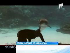 Delfin fascinat de gimnastica