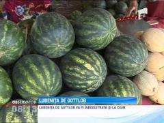 Lubenita de Gottlob vs. pepenii de Dabuleni