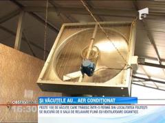 Aer conditionat pentru vacute