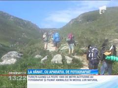 Spectacol cu capre negre la peste 1.800 de metri altitudine