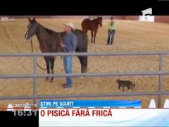 Cal atacat de o pisica!