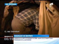 Localnicii unei comune din judetul Botosani, terorizati de mistreti